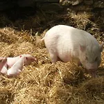 La Ferme Des Cevennes