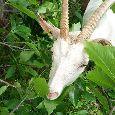 La Ferme Des Cevennes