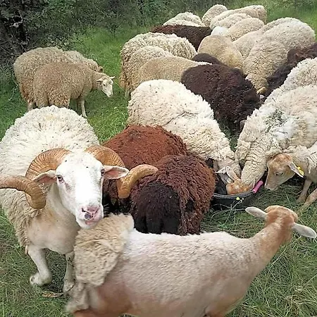 La Ferme Des Cevennes Ξενοδοχείο Florac