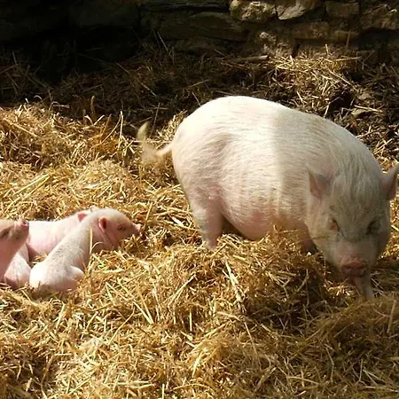 La Ferme Des Cevennes * Florac