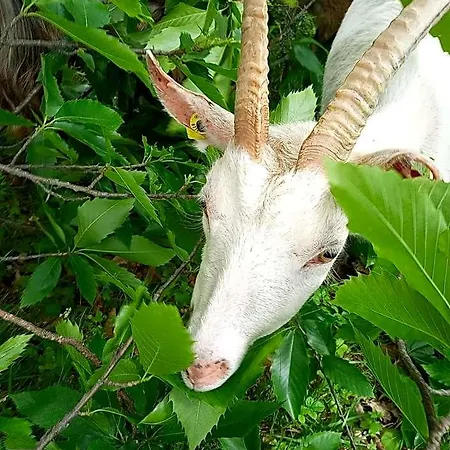 La Ferme Des Cevennes Ξενοδοχείο *