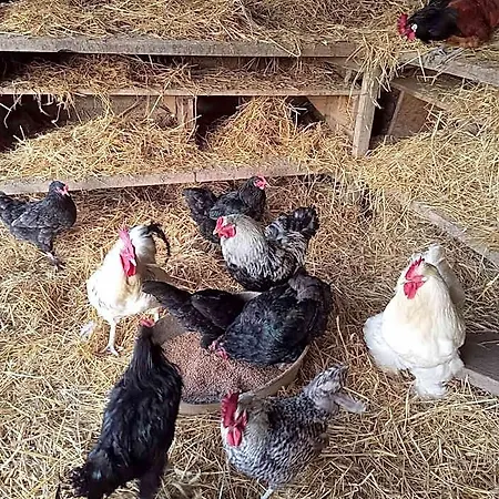 Ξενοδοχείο La Ferme Des Cevennes